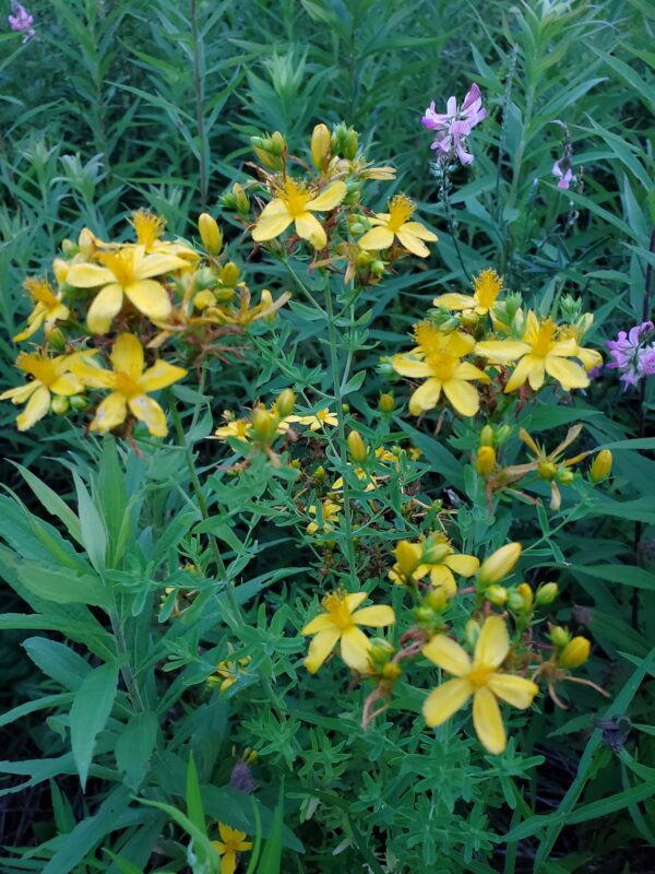 Hypericum ascyron - Native - Seed