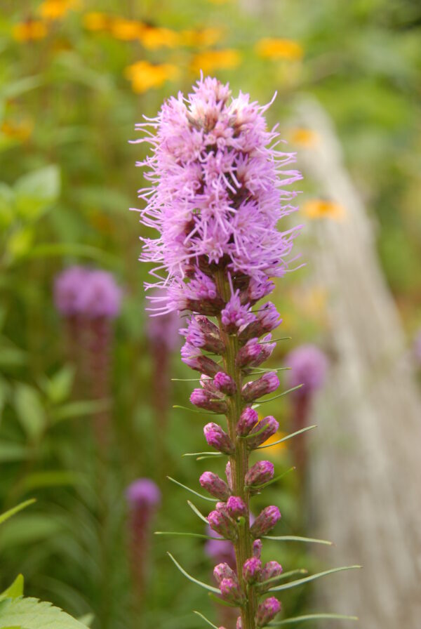 Liatris ligulistylis - Native - Seed