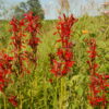 Red Cardinal Flower - Native - Seed - Image 2