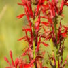 Red Cardinal Flower - Native - Seed