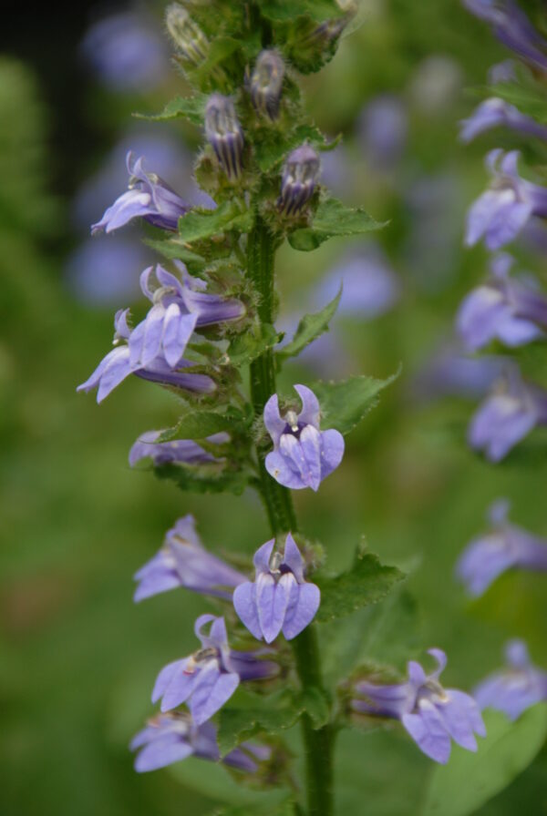 Lobelia siphilitica - Native - Seed