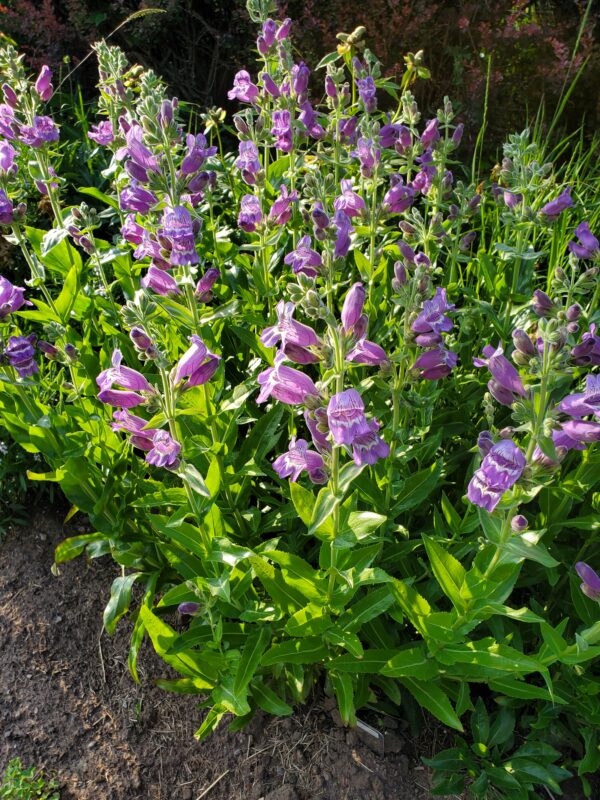 Penstemon cobaea - Native - Seed - Image 2