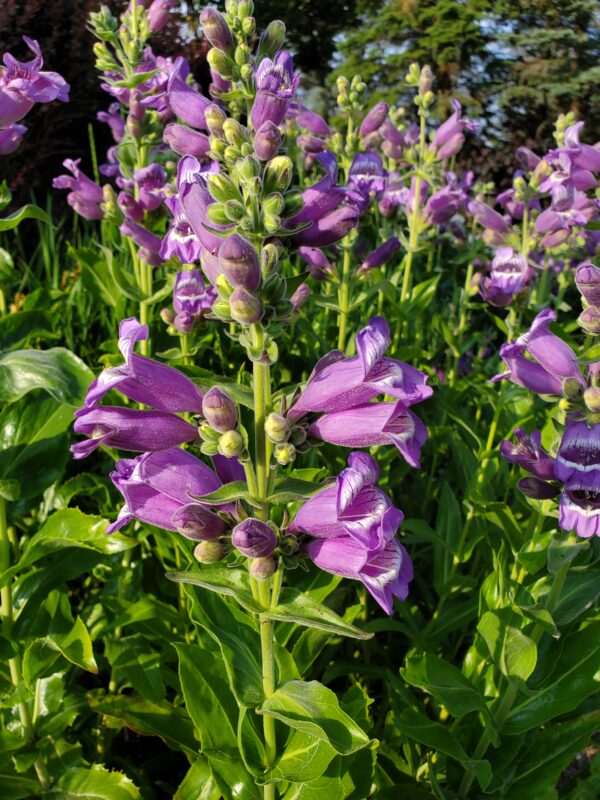 Penstemon cobaea - Native - Seed
