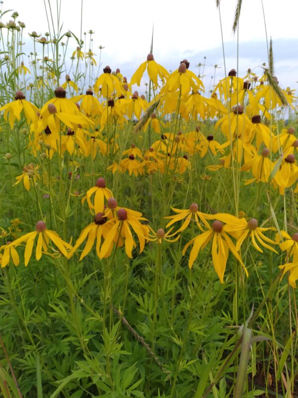 Ratibida pinnata - Native - Seed