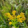 Solidago riddellii - Native - Seed