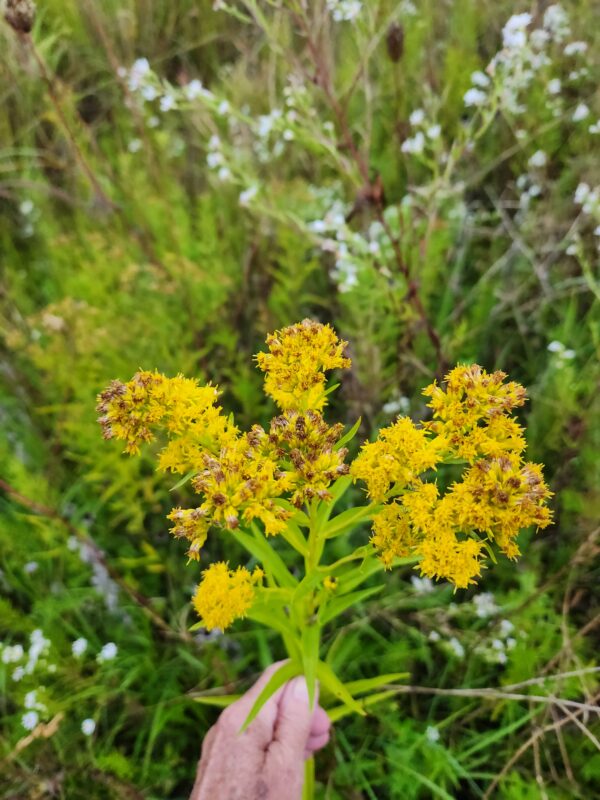 Solidago riddellii - Native - Seed
