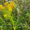 Solidago riddellii - Native - Seed - Image 2