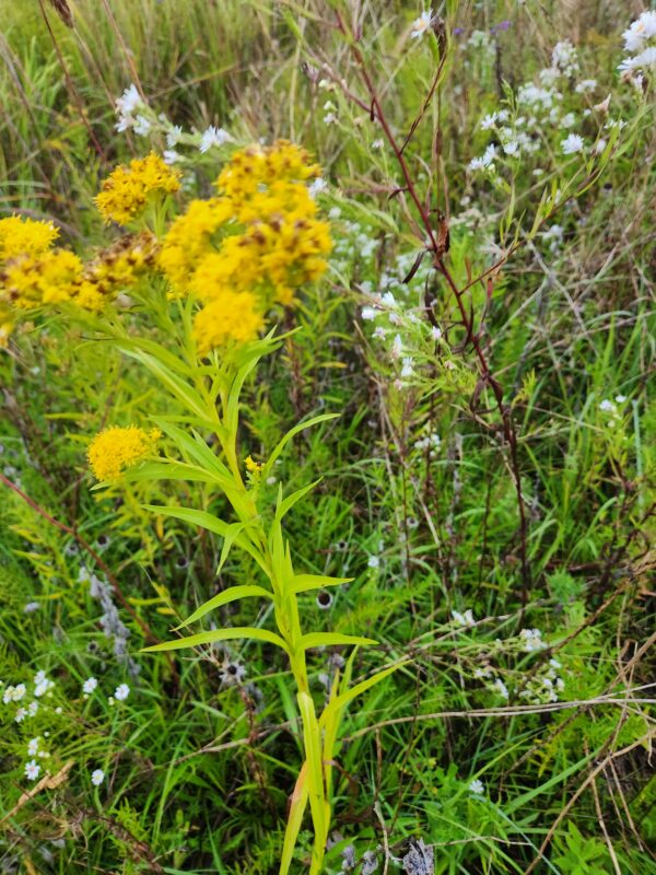 Solidago riddellii - Native - Seed - Image 2