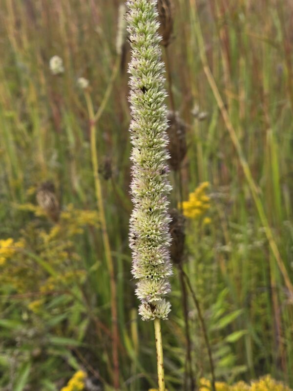 Agastache neptoides - Native - Seed - Image 2