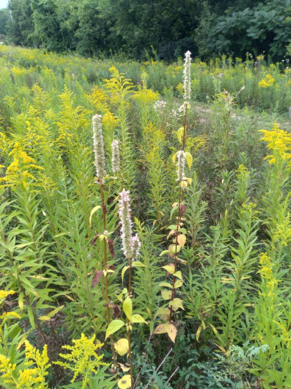 Agastache neptoides - Native - Seed