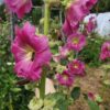 Alcea rosea - Seed - Image 2