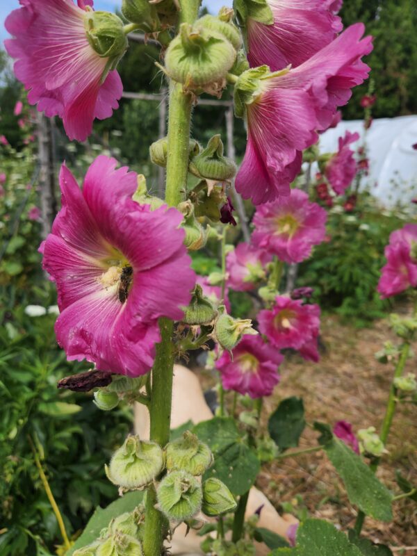 Hollyhock - Seed - Image 2