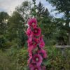 Alcea rosea - Seed - Image 3