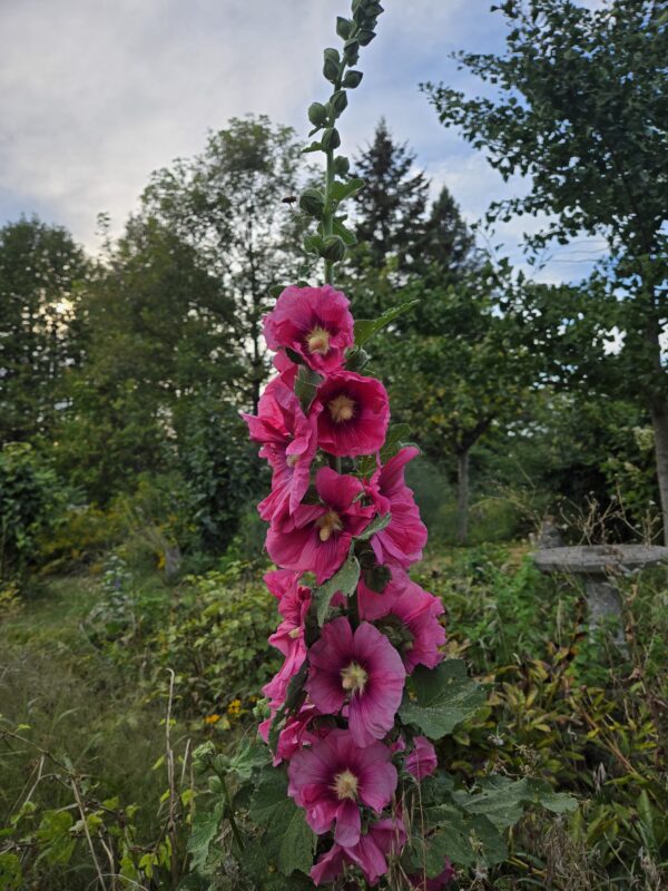 Hollyhock - Seed - Image 3