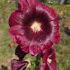 Alcea rosea - Seed - Image 4