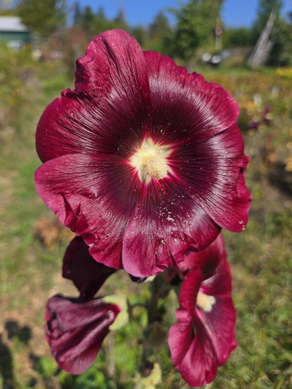 Hollyhock - Seed - Image 4