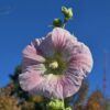 Alcea rosea - Seed