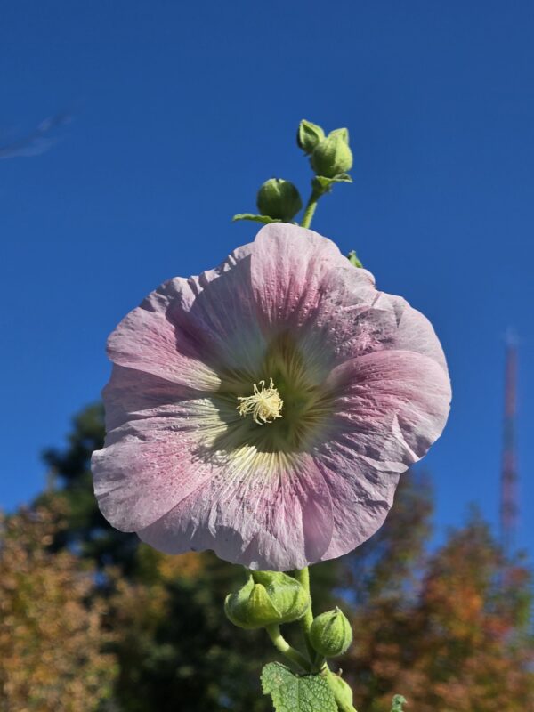 Hollyhock - Seed