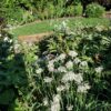 Garlic Chives - Seed - Image 2