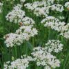Garlic Chives - Seed