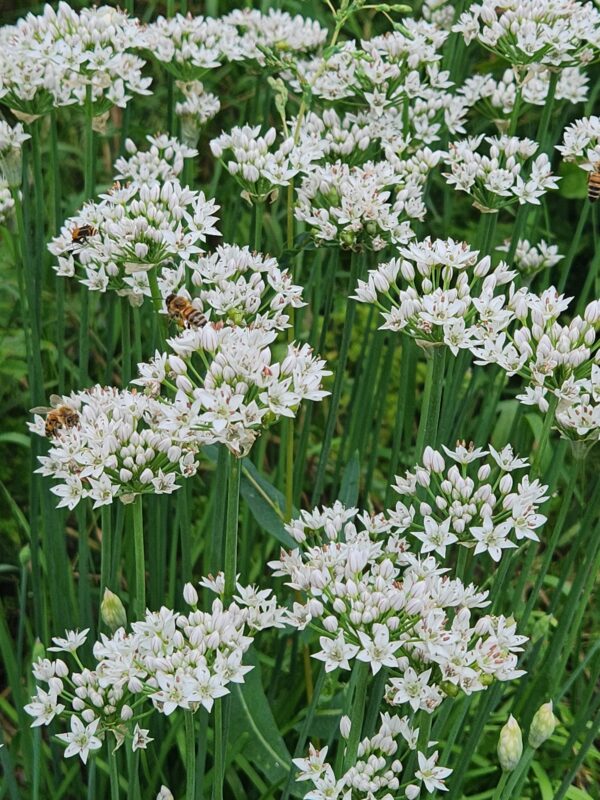 Allium tubersum - Seed