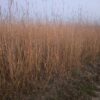 Big Bluestem - Native - Seed