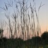 Big Bluestem - Native - Seed - Image 2