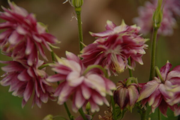 Aquilegia vulgaris - Seed - Image 2