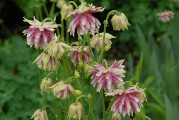 Aquilegia vulgaris - Seed
