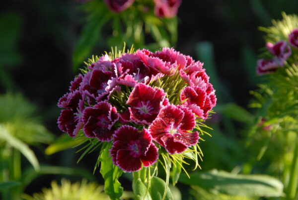 Dianthus barbatus - Seed - Image 3