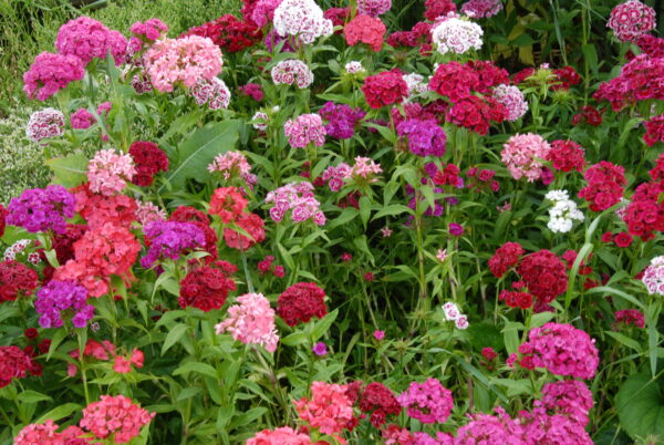 Dianthus barbatus - Seed