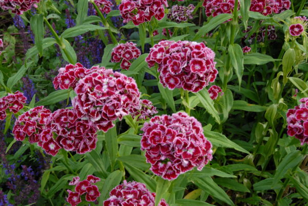 Dianthus barbatus - Seed - Image 2