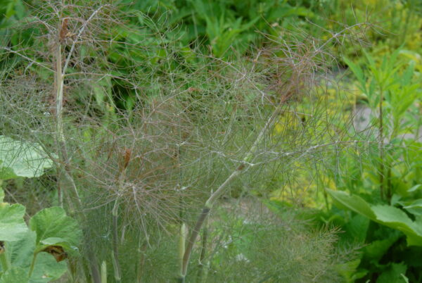 Foeniculum vulgare dulce 'rubrum' - Seed