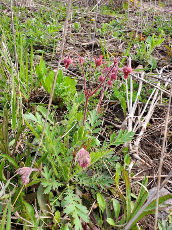 Geum triflorum - Native - Seed