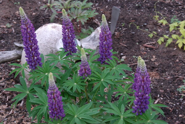 Lupinus species - Seed