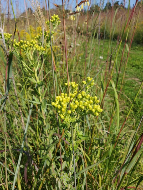 Solidago rigida - Native - Seed
