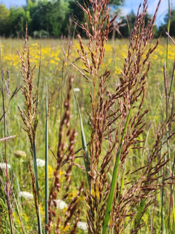 Sorghastrum nutrans - Native - Seed