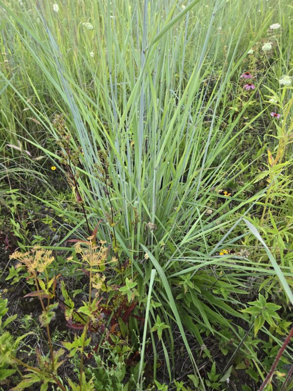 Sorghastrum nutrans - Native - Seed - Image 2