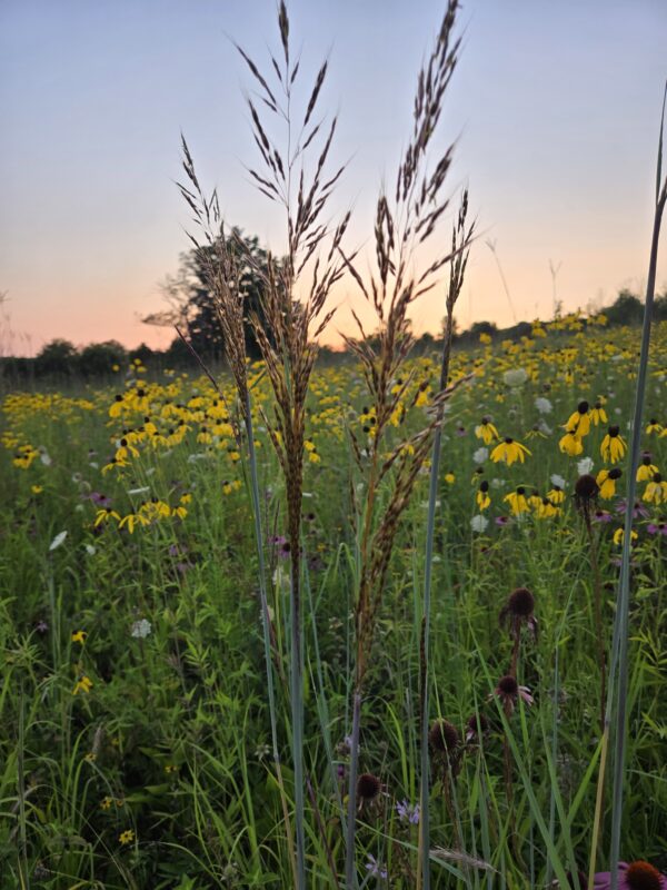 Sorghastrum nutrans - Native - Seed - Image 3