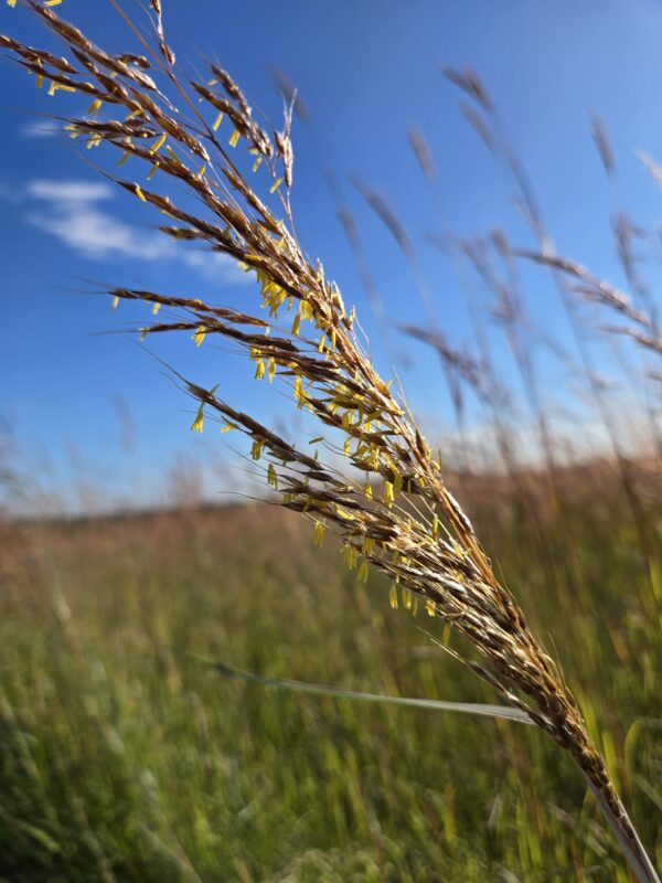Sorghastrum nutrans - Native - Seed - Image 4
