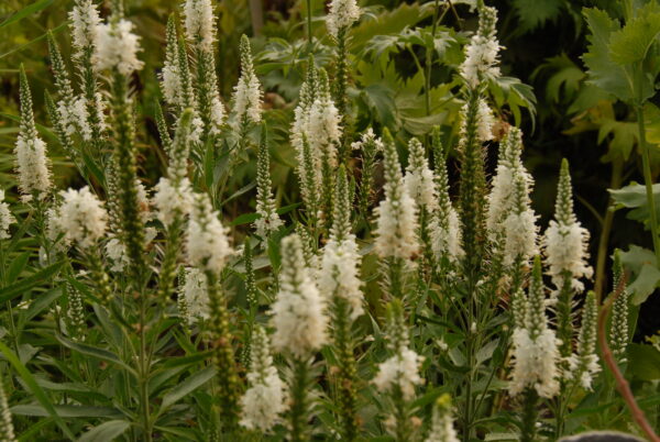 Veronicastrum virginium - Native - Seed